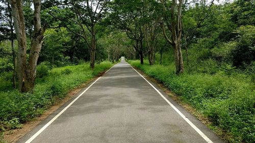 Road amidst trees in forest