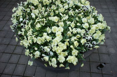 Close-up of white flowers blooming