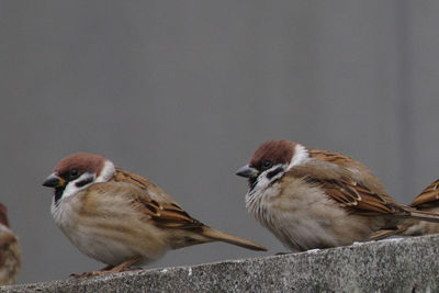 Close-up of birds perching