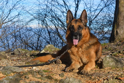 Portrait of a dog sitting on ground