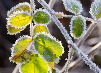 Close-up of frozen plant during winter