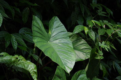 Full frame shot of fresh green leaves