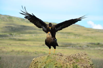 Bird flying over a field