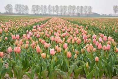 View of tulips growing in field