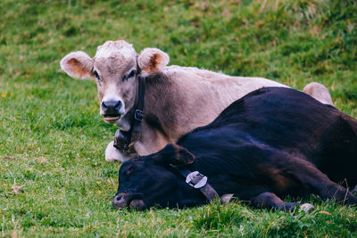 Cow relaxing on field