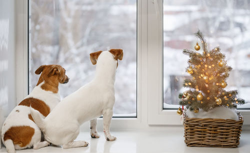 Cute jack russell dogs sitting and looking out the window.