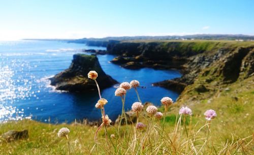 Close-up of flowers growing on sea shore against sky