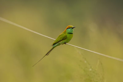 Close-up of bird perching on cable