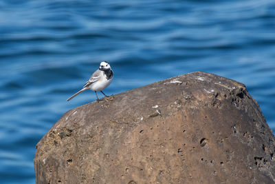 Seagull perching on rock