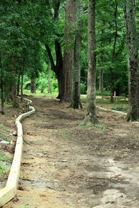 Empty pathway along trees in forest