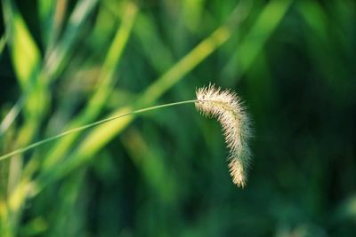 Close-up of dandelion on land