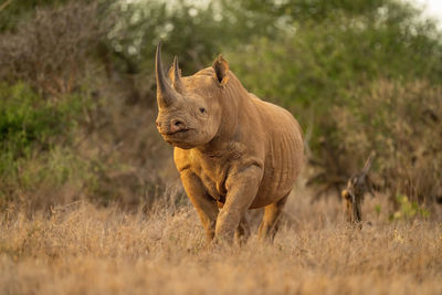 Black rhino