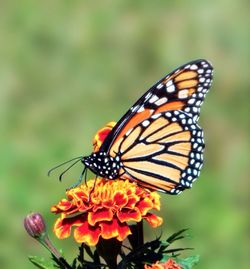 Close-up of butterfly on flower