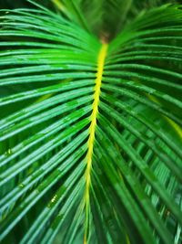 Full frame shot of palm leaves