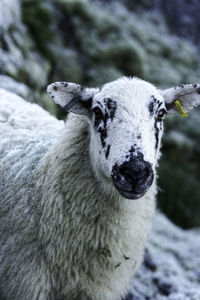 Close-up of sheep