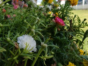 Close-up of flowers blooming outdoors