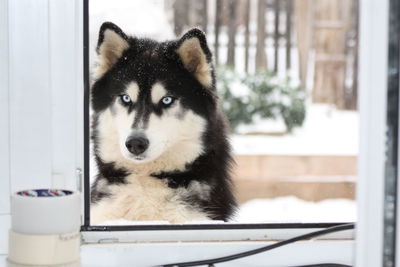 Close-up portrait of dog