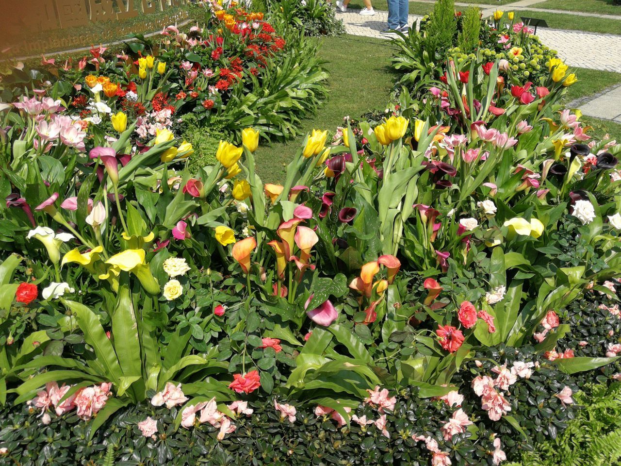 HIGH ANGLE VIEW OF FLOWERING PLANTS