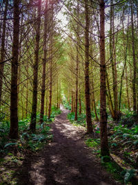 Dirt road amidst trees in forest