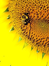 Close-up of bee on yellow sunflower