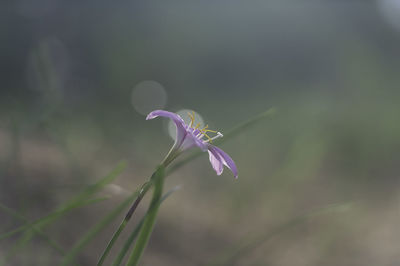 Close-up of purple flowering plant