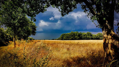 Scenic view of field against sky