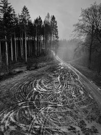 View of trees on the road