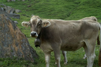 Cows standing in a field