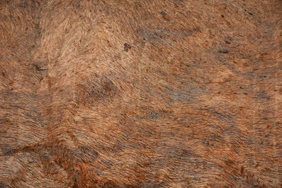 Brown background of wood texture