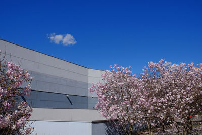 Low angle view of pink flowering tree against blue sky