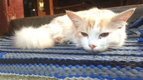 Close-up of cat resting