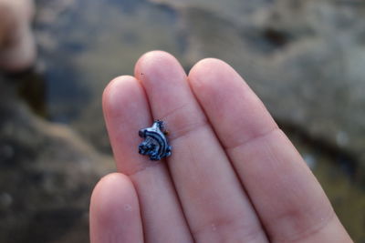 Close-up of hand holding small