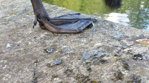 Close-up of lizard