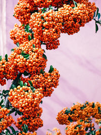 Close-up of flowers