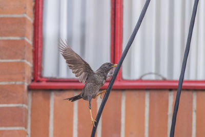 Bird flying against wall