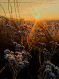 Close-up of frozen plants on field during sunset