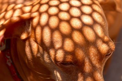 Close-up portrait of a cat