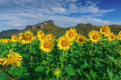 Sunflower farm at wat khao jeen lae lopburi province,thailand