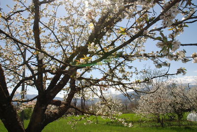 Low angle view of tree against sky