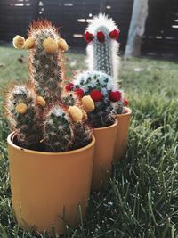 Close-up of cactus and potted plant on field