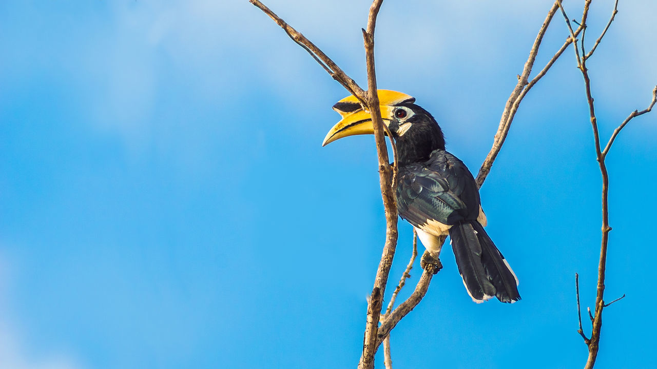 Oriental pied hornbill