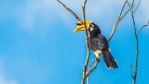 Low angle view of hornbill perching on tree against clear sky during sunny day