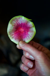 Close-up of man hand holding watermelon radish