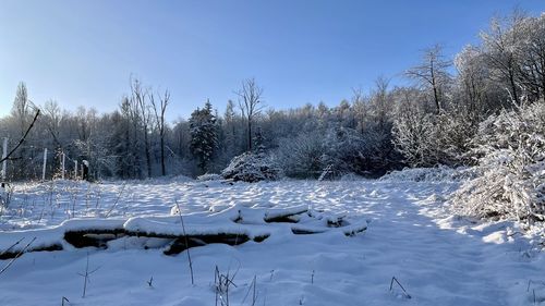 Snow covered plants by trees against sky