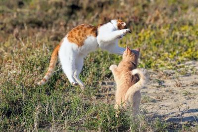 Two cats playing on a beach