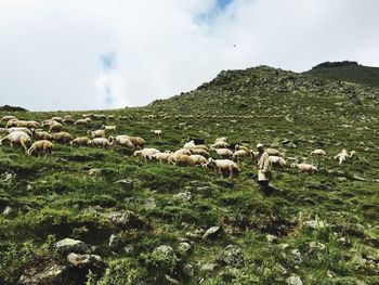 Shepherd with flock of sheep on grassy field against sky