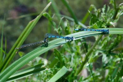 Close-up of three insects