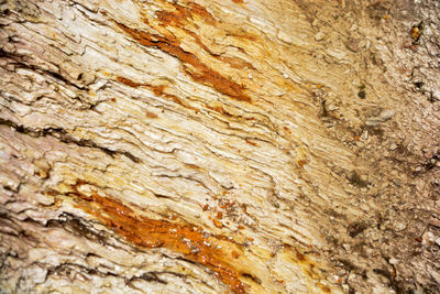 Full frame shot of tree trunk