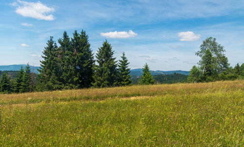 Scenic view of field against sky