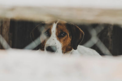 Close-up portrait of dog resting